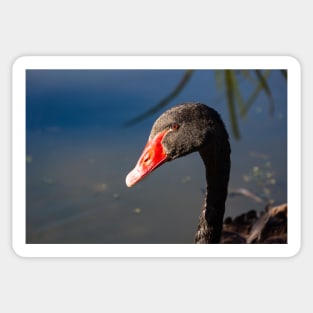 Head and neck of Black swan. Sticker